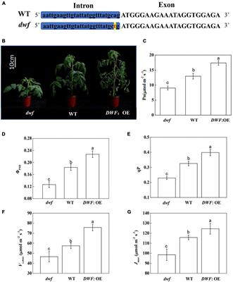 BRASSINAZOLE RESISTANT 1 Mediates Brassinosteroid-Induced Calvin Cycle to Promote Photosynthesis in Tomato